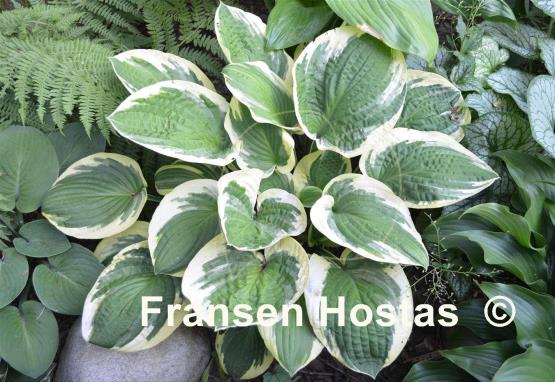 Hosta Breeder's Edge